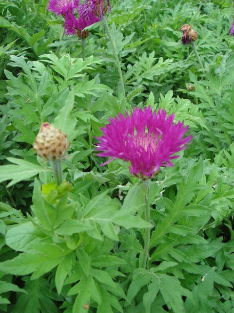 Centaurea dealbata fleur